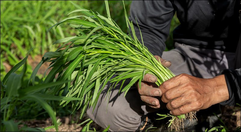 Crop Insurance in One Rupees