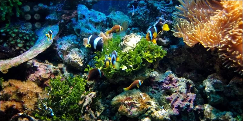 Protecting Marine Biodiversity