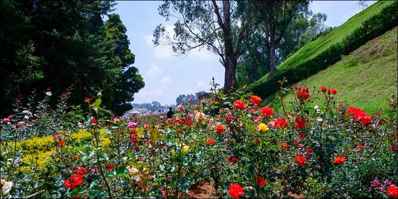 Rose Garden Ooty